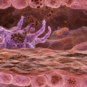 Pigment being passed from a melanocyte into the skin cells above it